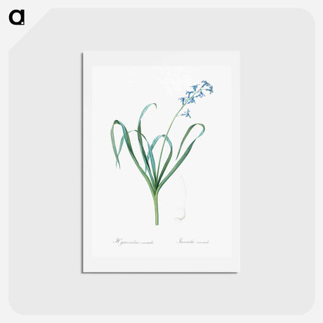 アートポストカード-Dutch hyacinth illustration - ピエール ジョゼフ ルドゥーテ Postcard.