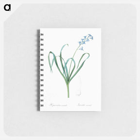 アートメモ帳-Dutch hyacinth illustration - ピエール ジョゼフ ルドゥーテ Memo.