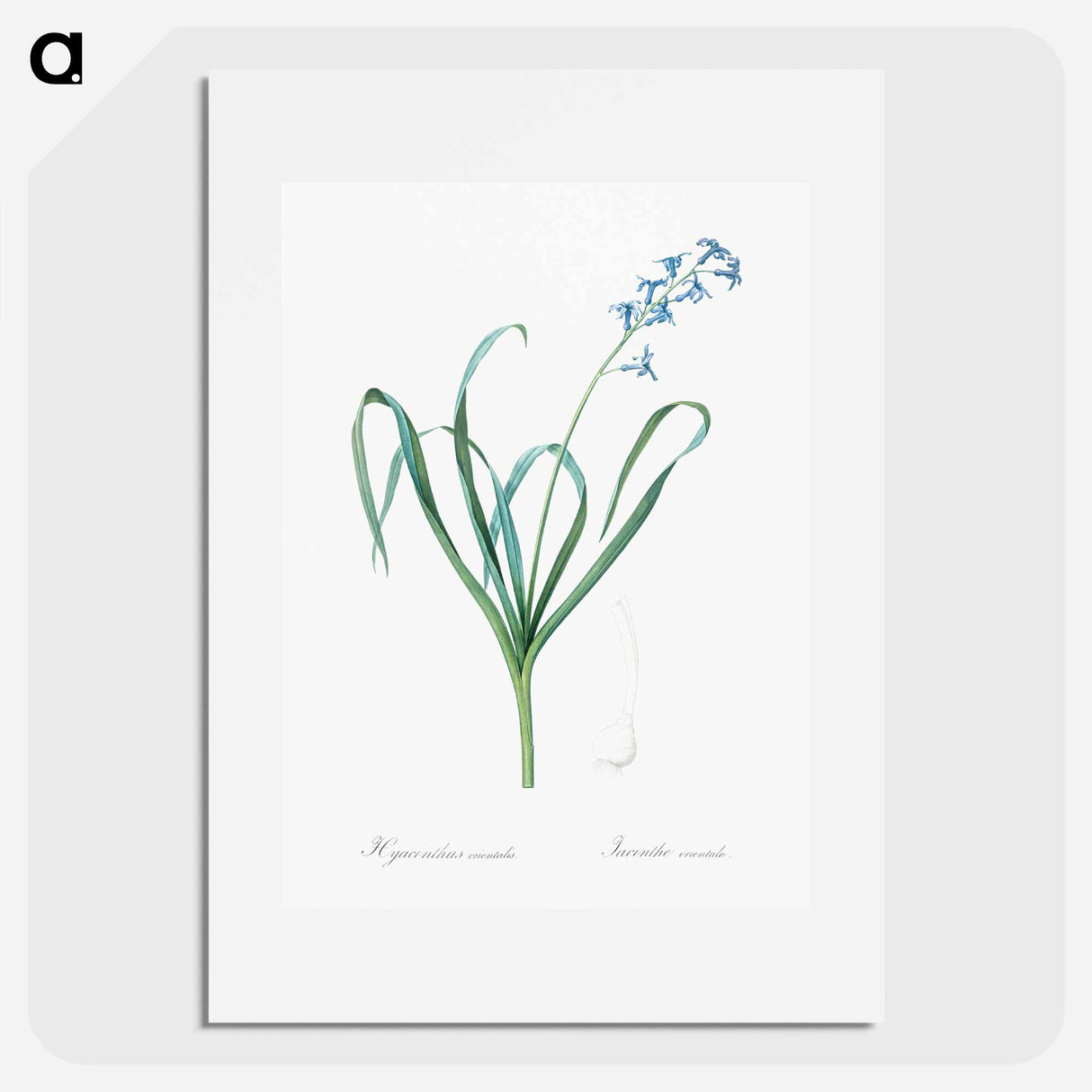 Dutch hyacinth illustration - Pierre Joseph Redouté Poster.