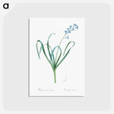 アートポストカード-Dutch hyacinth illustration - ピエール ジョゼフ ルドゥーテ Postcard.