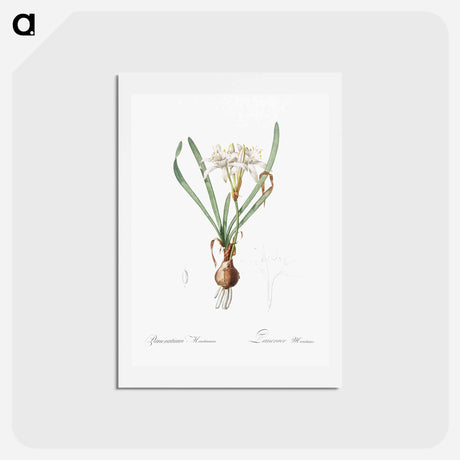 アートポストカード-Sea daffodil - ピエール ジョゼフ ルドゥーテ Postcard.