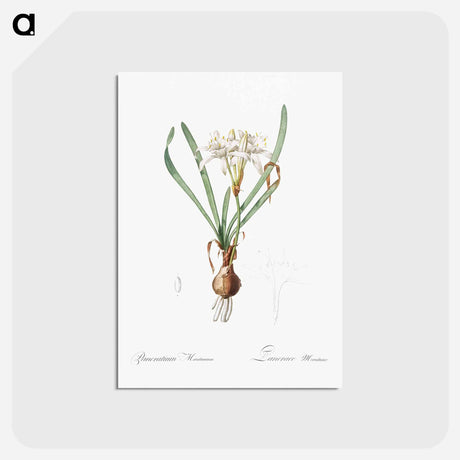 アートポストカード-Sea daffodil - ピエール ジョゼフ ルドゥーテ Postcard.