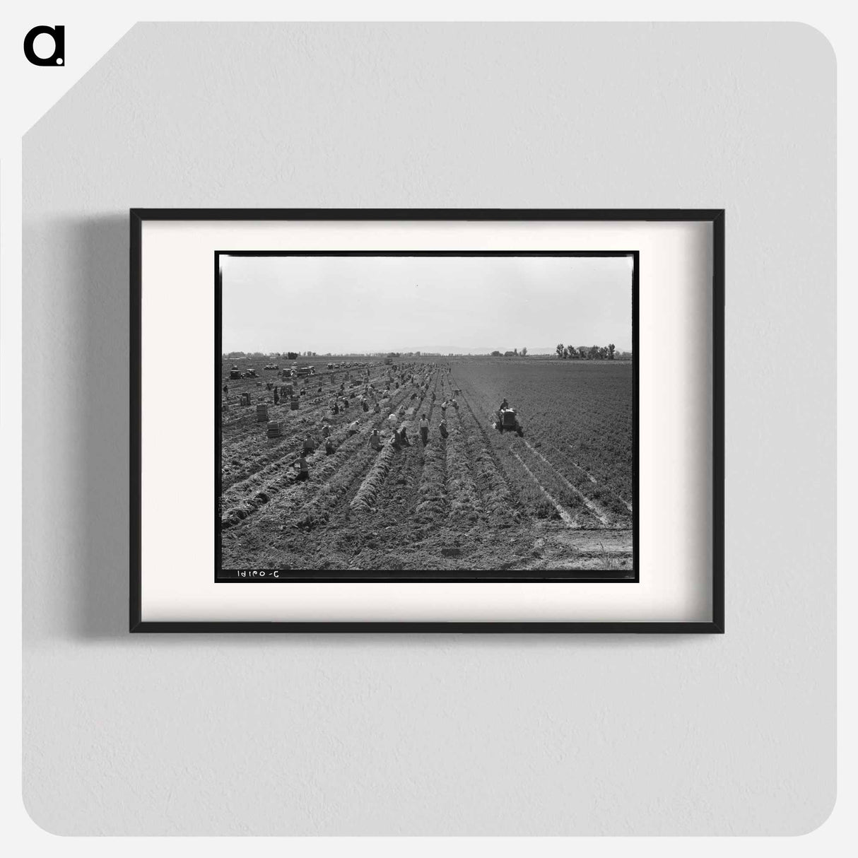 Near Meloland, Imperial Valley - Dorothea Lange Poster.