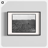 Near Meloland, Imperial Valley - Dorothea Lange Poster.