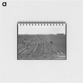 アートメモ帳-Near Meloland, Imperial Valley - ドロテア ラング Memo.