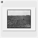 Near Meloland, Imperial Valley - Dorothea Lange Poster.