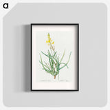 Stalked bulbine illustration - Pierre Joseph Redouté Poster.