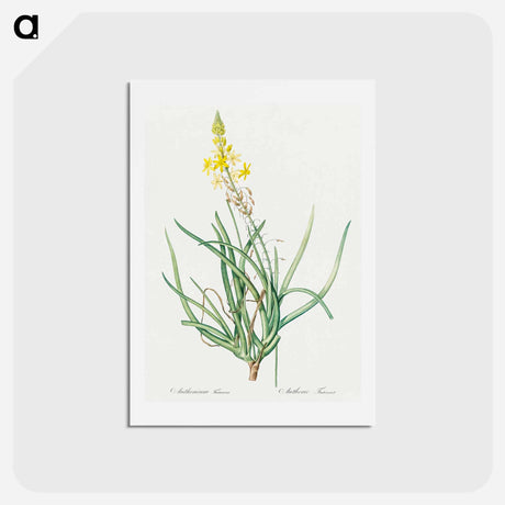 アートポストカード-Stalked bulbine illustration - ピエール ジョゼフ ルドゥーテ Postcard.