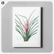 アートパネル-Plumier's bromelia illustration from Les liliacées - ピエール ジョゼフ ルドゥーテ Canvas.