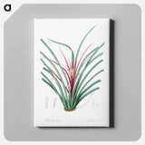 アートパネル-Plumier's bromelia illustration from Les liliacées - ピエール ジョゼフ ルドゥーテ Canvas.