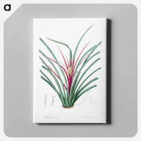 アートパネル-Plumier's bromelia illustration from Les liliacées - ピエール ジョゼフ ルドゥーテ Canvas.