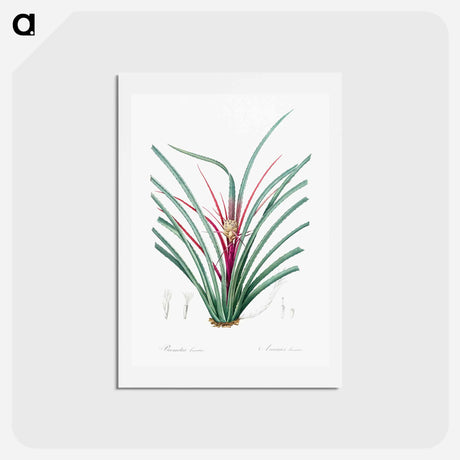 アートポストカード-Plumier's bromelia illustration from Les liliacées - ピエール ジョゼフ ルドゥーテ Postcard.