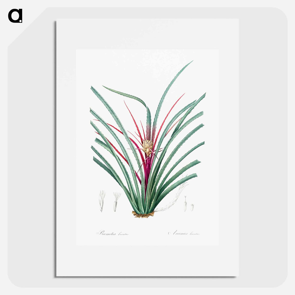 Plumier's bromelia illustration from Les liliacées - ピエール ジョゼフ ルドゥーテ Poster.