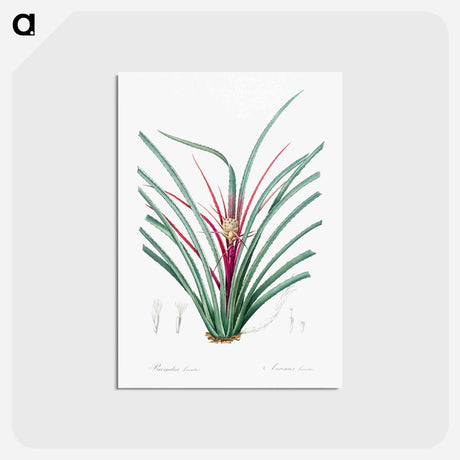 アートポストカード-Plumier's bromelia illustration from Les liliacées - ピエール ジョゼフ ルドゥーテ Postcard.