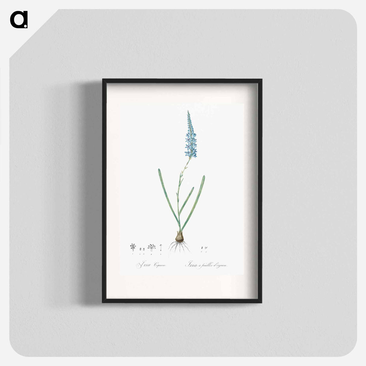 Ixia cepacea illustration - Pierre Joseph Redouté Poster.
