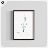 Ixia cepacea illustration - Pierre Joseph Redouté Poster.