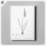 アートパネル-Ixia cepacea illustration - ピエール ジョゼフ ルドゥーテ Canvas.
