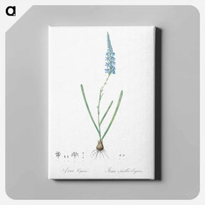 アートパネル-Ixia cepacea illustration - ピエール ジョゼフ ルドゥーテ Canvas.