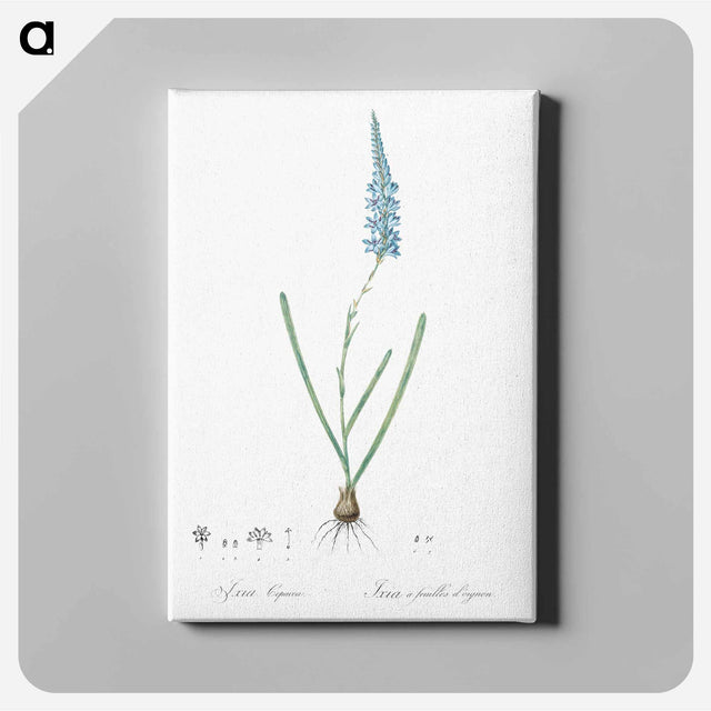アートパネル-Ixia cepacea illustration - ピエール ジョゼフ ルドゥーテ Canvas.