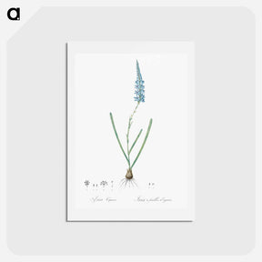 アートポストカード-Ixia cepacea illustration - ピエール ジョゼフ ルドゥーテ Postcard.