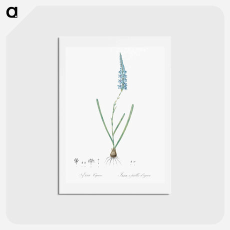 アートポストカード-Ixia cepacea illustration - ピエール ジョゼフ ルドゥーテ Postcard.