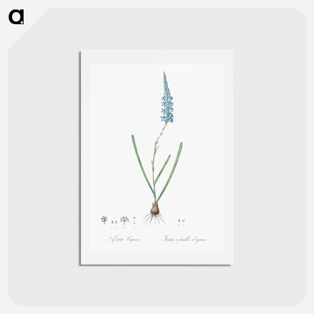 アートポストカード-Ixia cepacea illustration - ピエール ジョゼフ ルドゥーテ Postcard.
