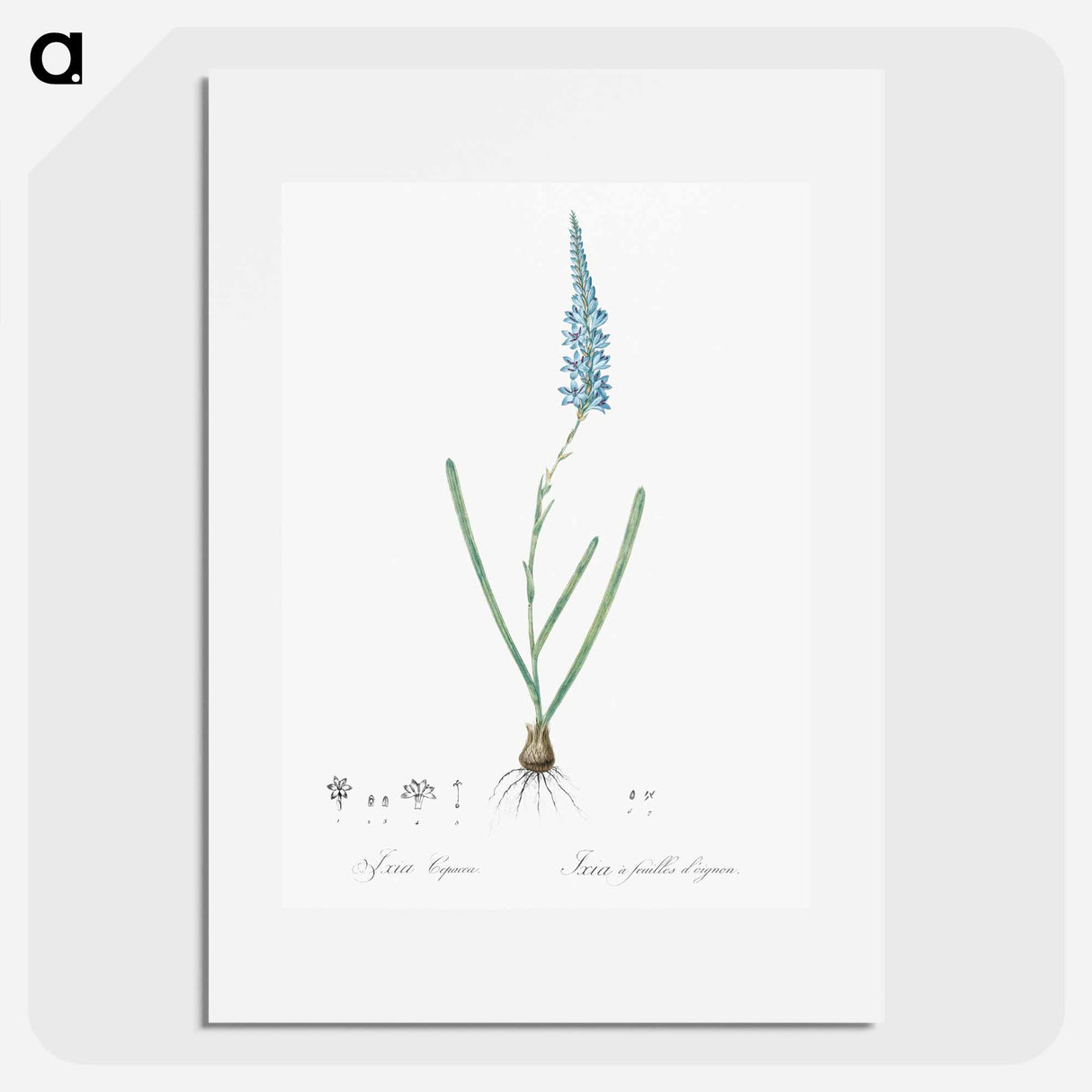 Ixia cepacea illustration - Pierre Joseph Redouté Poster.