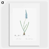 Ixia cepacea illustration - Pierre Joseph Redouté Poster.