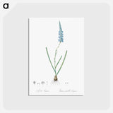 アートポストカード-Ixia cepacea illustration - ピエール ジョゼフ ルドゥーテ Postcard.