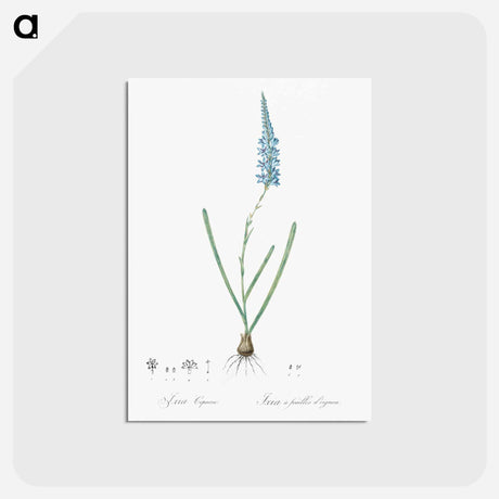 アートポストカード-Ixia cepacea illustration - ピエール ジョゼフ ルドゥーテ Postcard.