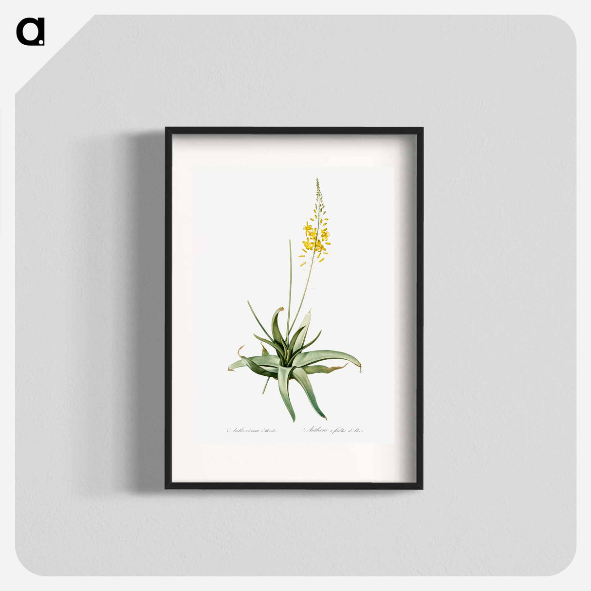 Bulbine - Pierre Joseph Redouté Poster.