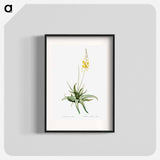 Bulbine - Pierre Joseph Redouté Poster.