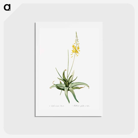 アートポストカード-Bulbine - ピエール ジョゼフ ルドゥーテ Postcard.