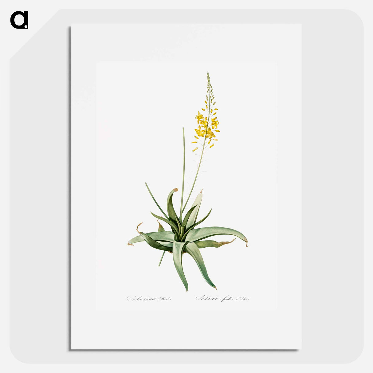 Bulbine - Pierre Joseph Redouté Poster.