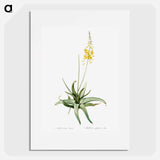 Bulbine - Pierre Joseph Redouté Poster.