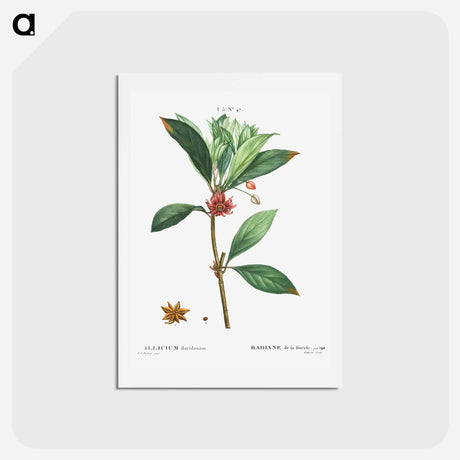 アートポストカード-Florida anise - ピエール ジョゼフ ルドゥーテ Postcard.