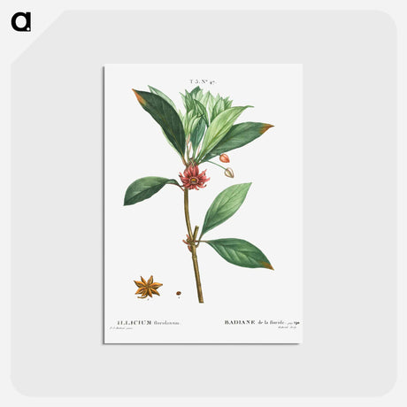 アートポストカード-Florida anise - ピエール ジョゼフ ルドゥーテ Postcard.