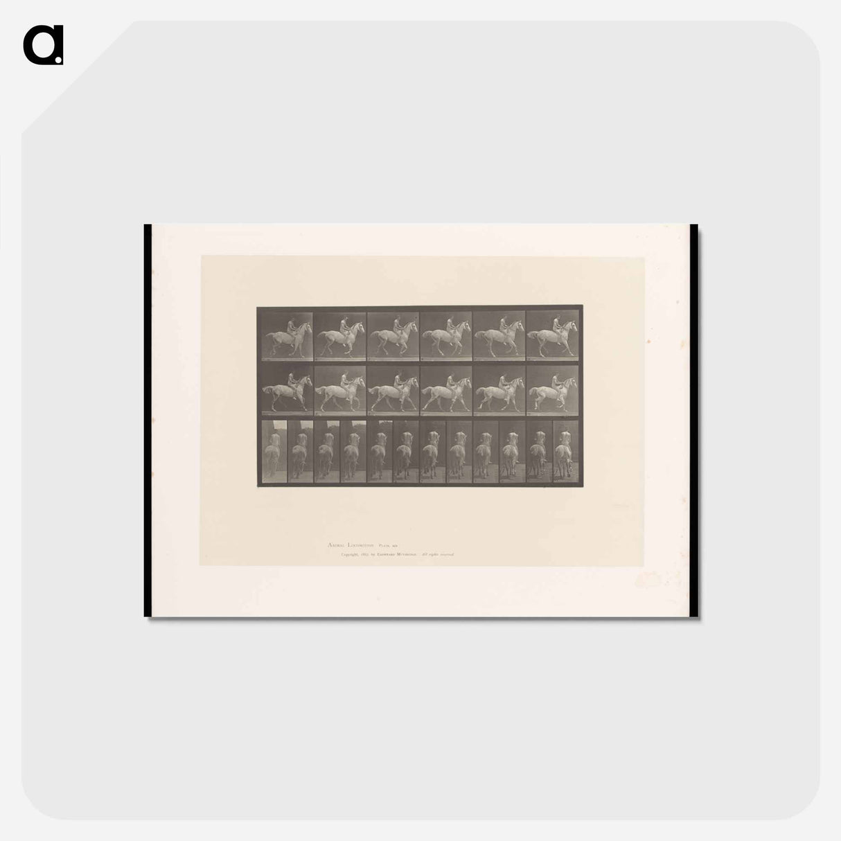 アートポストカード-Naked Rider
 - エドワード マイブリッジ Postcard.