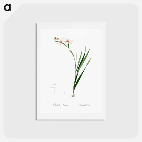 アートポストカード-Gladiolus illustration from Les liliacées - ピエール ジョゼフ ルドゥーテ Postcard.