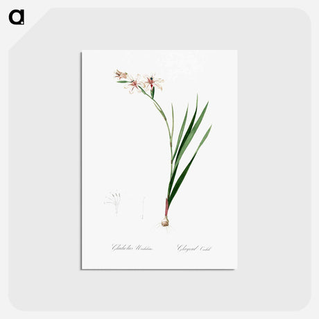 アートポストカード-Gladiolus illustration from Les liliacées - ピエール ジョゼフ ルドゥーテ Postcard.