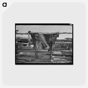 アートポストカード-Cow Hide, Pie Town
 - ラッセル リー Postcard.