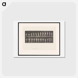 アートポストカード-Weightlifter Posing
 - エドワード マイブリッジ Postcard.