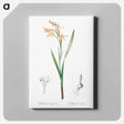 アートパネル-Gladiolus cuspidatus illustration - ピエール ジョゼフ ルドゥーテ Canvas.