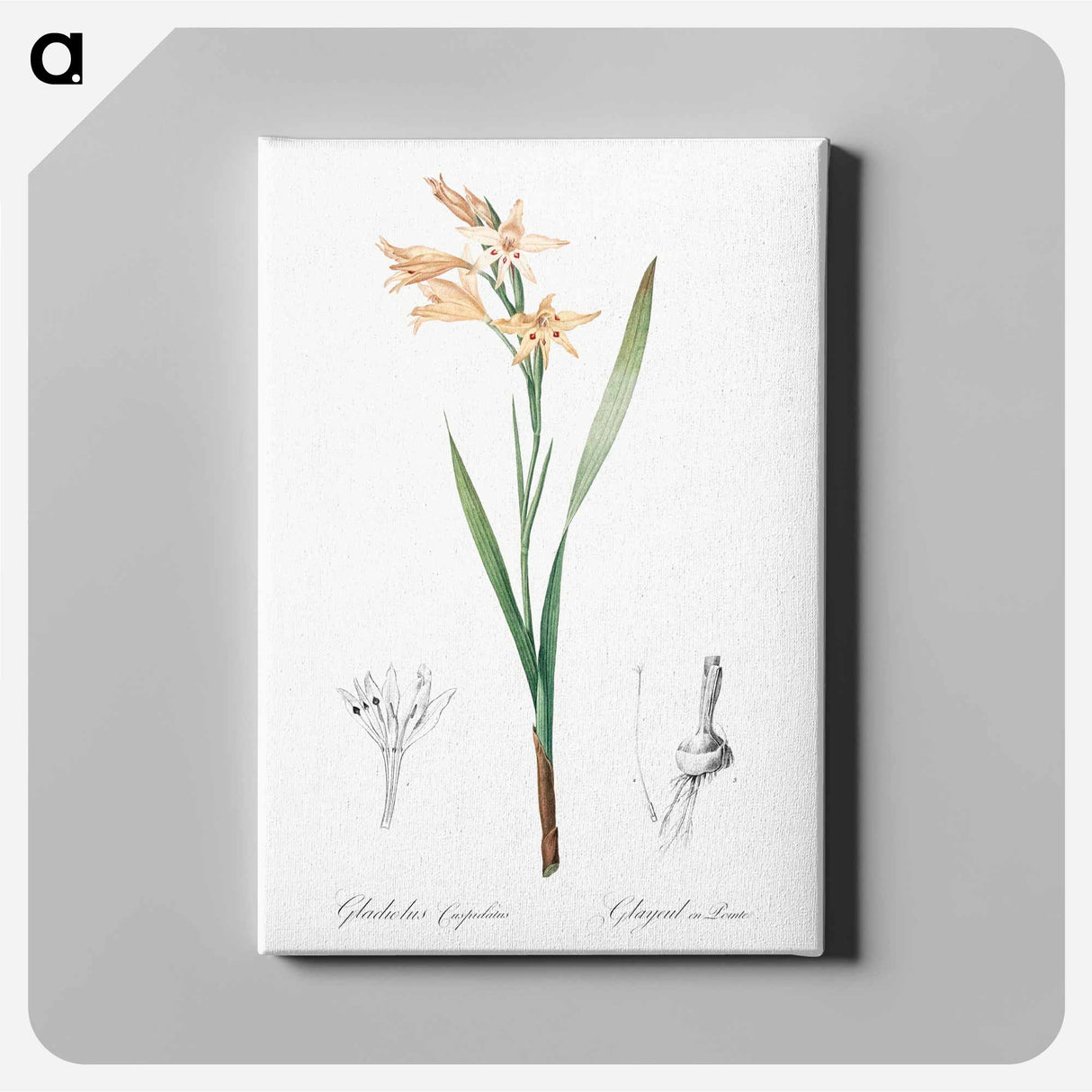 アートパネル-Gladiolus cuspidatus illustration - ピエール ジョゼフ ルドゥーテ Canvas.