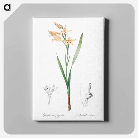 アートパネル-Gladiolus cuspidatus illustration - ピエール ジョゼフ ルドゥーテ Canvas.