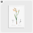 アートポストカード-Gladiolus cuspidatus illustration - ピエール ジョゼフ ルドゥーテ Postcard.