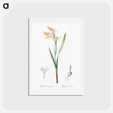 アートポストカード-Gladiolus cuspidatus illustration - ピエール ジョゼフ ルドゥーテ Postcard.