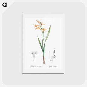 アートポストカード-Gladiolus cuspidatus illustration - ピエール ジョゼフ ルドゥーテ Postcard.