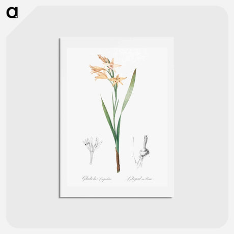 アートポストカード-Gladiolus cuspidatus illustration - ピエール ジョゼフ ルドゥーテ Postcard.