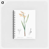 Gladiolus cuspidatus illustration - ピエール ジョゼフ ルドゥーテ Memo.